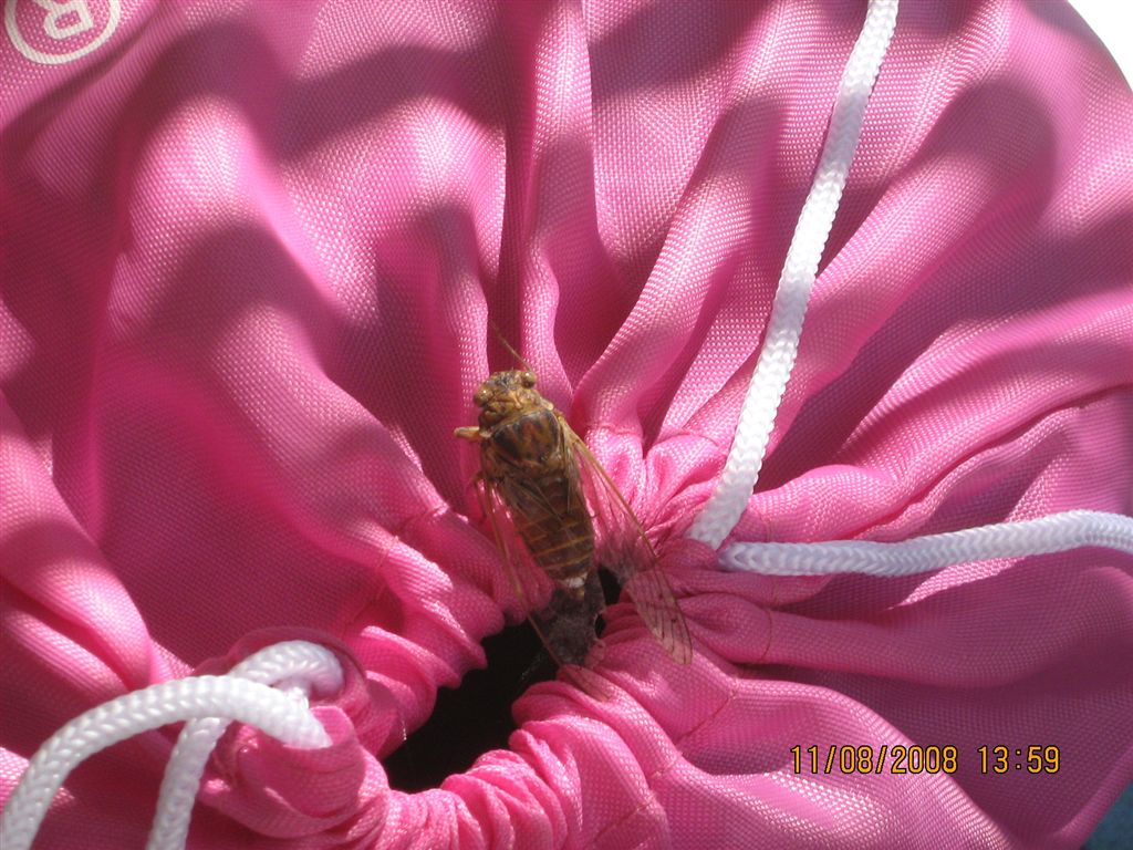 Cicale cicale cicale